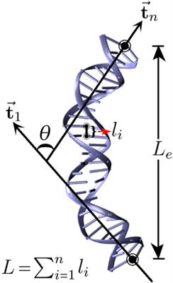 Diameter Dependent Melting and Softening of dsDNA Under Cylindrical Confinement